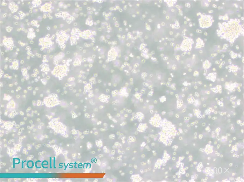 Reh Cell Complete Medium - 2