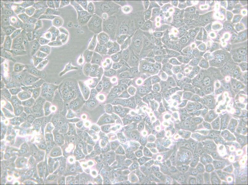 NCI-H2126 Cell Complete Medium - small - 4