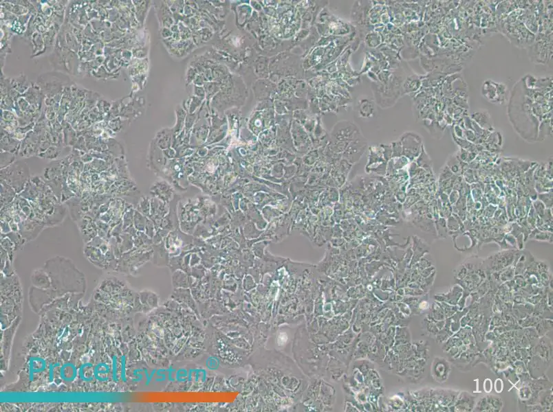 MDA-MB-415 (DMEM) Cell Complete Medium - 3