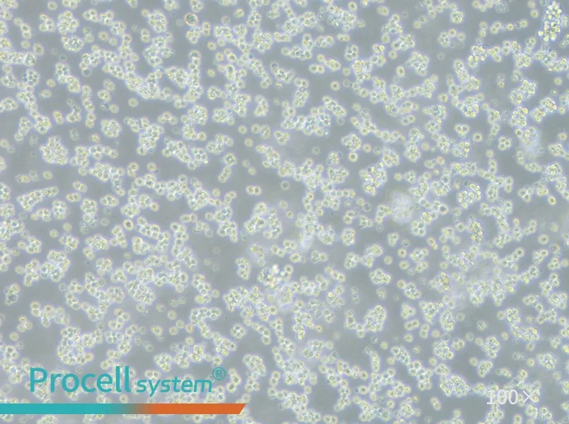 L5178Y TK+/- clone (3.7.2C) Cell Complete Medium - 2