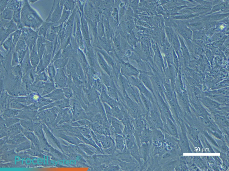 Rabbit Adipose-Derived Stem Cell Complete Medium - 5