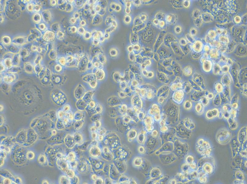 GCIY Cell Complete Medium - 5