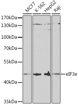 Western blot analysis of extracts of various cell lines using eIF3e Polyclonal Antibody at 1:1000 dilution.