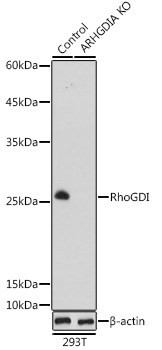 Western blot analysis of extracts from normal (control) and RhoGDI knockout (KO) 293T cells using RhoGDI Polyclonal Antibody at 1:1000 dilution.