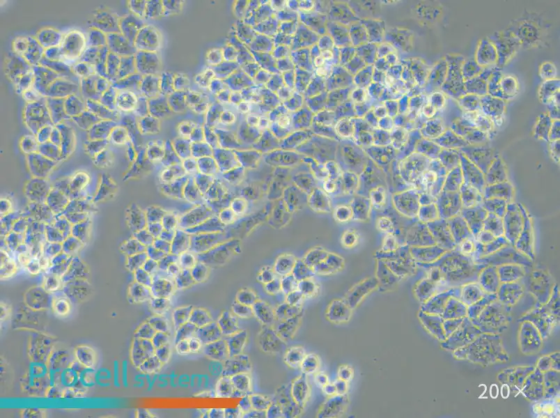 C-33 A Cell Complete Medium - small - 6