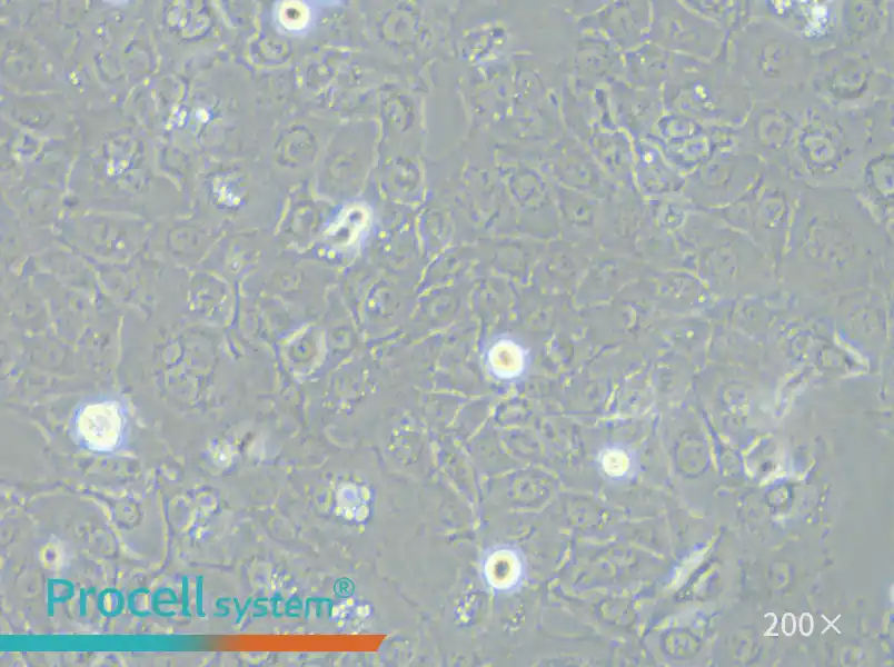 SW 780 [SW-780, SW780] (L15) Cell Complete Medium - 5