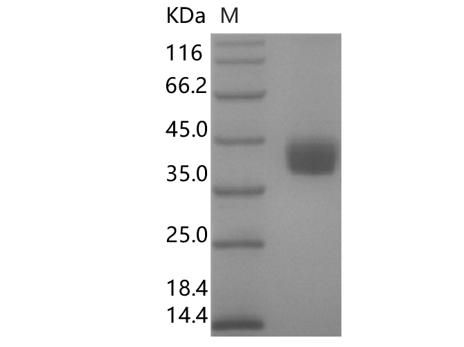 1. Loaded Human ACE2-Fc(PKSR030492) on Protein A Biosensor, can bind SARS-CoV-2 S RBD (Omicron, B.1.1.529)(PKSV030477) with an affinity constant of 6. 32 nM as determined in BLI assay.