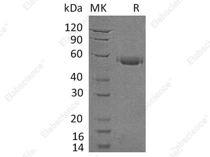 Recombinant Human CD40/TNFRSF5 Protein (Fc Tag) - 1