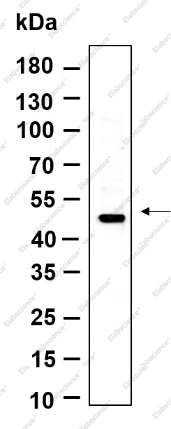 Recombinant LXRα Monoclonal Antibody - 1