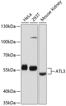 Western blot analysis of extracts of various cell lines using ATL3 Polyclonal Antibody at dilution of 1:1000.