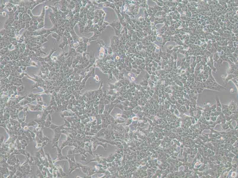 HePa1-6-LUC Cell Complete Medium-searchlist-1