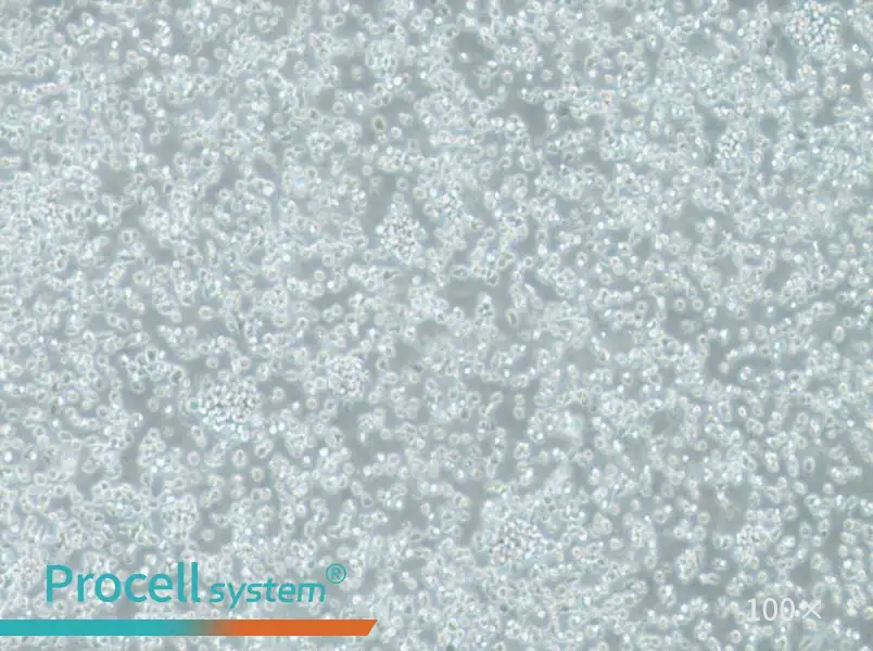 TK6 Cell Complete Medium - 1