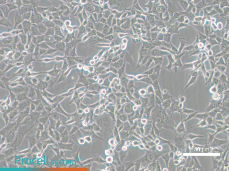 MC38 Cell Complete Medium - small - 5