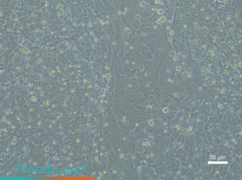 Rat Embryonic Hepatoblast Complete Medium - 5