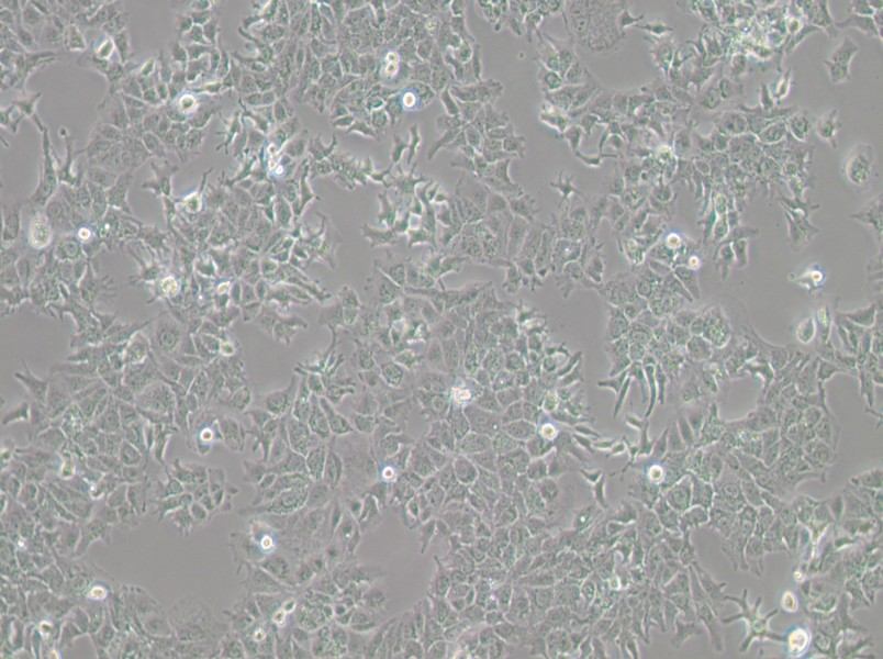 HuH-7 Cell Complete MediumHuH-7 Cell Complete Medium - 2