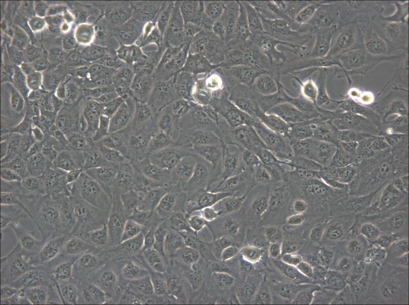 Marcus Cell Complete Medium - 6