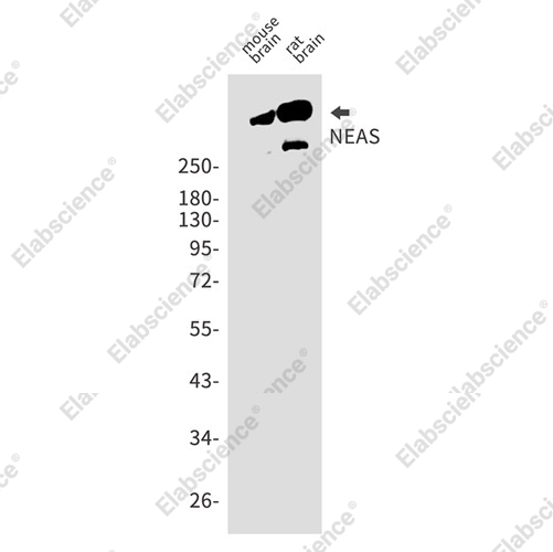 Recombinant NEAS Monoclonal Antibody - 2