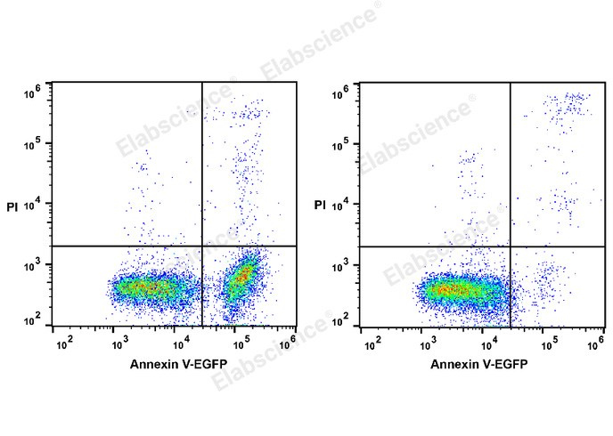 Annexin V-EGFP/PI Apoptosis Kit-1