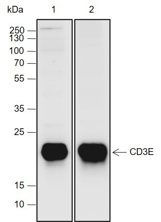 Recombinant CD3E Monoclonal Antibody-searchlist-1