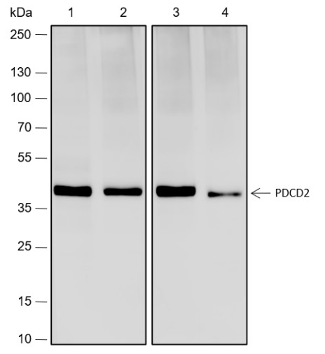 Recombinant PDCD2 Monoclonal Antibody-searchlist-1