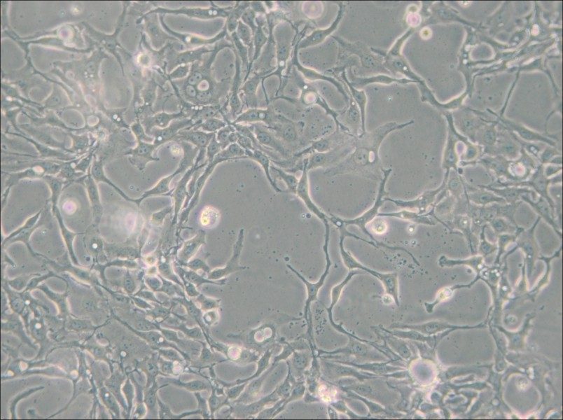 BT-20 Cell Complete Medium - small - 5