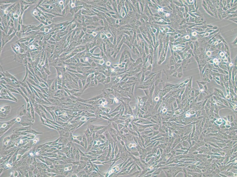 GES-1 Cell Complete Medium-searchlist-1