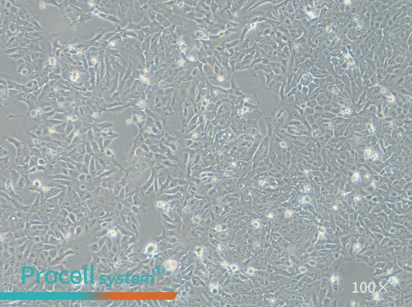 DLD-1 Cell Complete Medium - 1