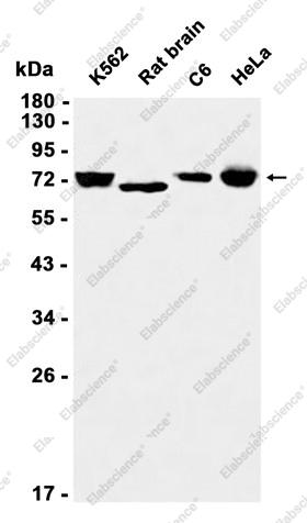 Recombinant TRIM25 Monoclonal Antibody - 1