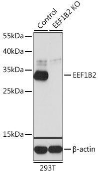 Western blot analysis of extracts from normal (control) and EEF1B2 knockout (KO) 293T cells using EEF1B2 Polyclonal Antibody at dilution of 1:1000.