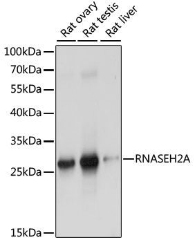 Western blot analysis of extracts of various cell lines using RNASEH2A Polyclonal Antibody at dilution of 1:1000.