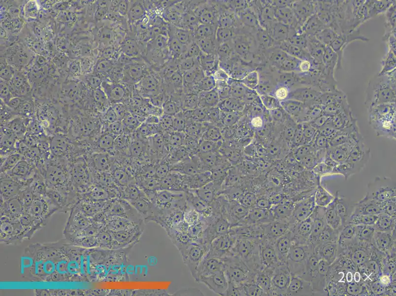 JEG-3 Cell Complete Medium - small - 6