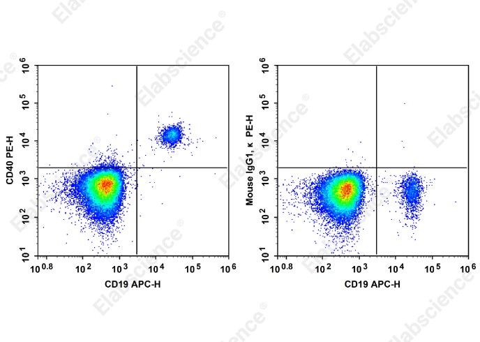 PE Anti-Human CD40 Antibody[HB14] - 1