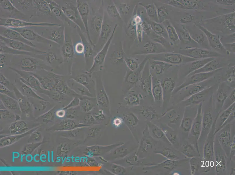 SW962 (L15) Cell Complete Medium - 4