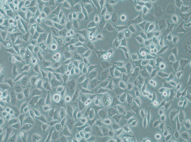 PC-9 Cell Complete Medium - small - 6