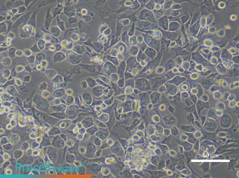 Rat Nucleus Pulposus Cell Complete Medium - 5