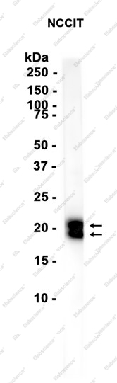 Recombinant Cripto1 Monoclonal Antibody - 1