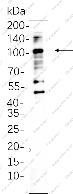 Recombinant CD68 Monoclonal Antibody - 1