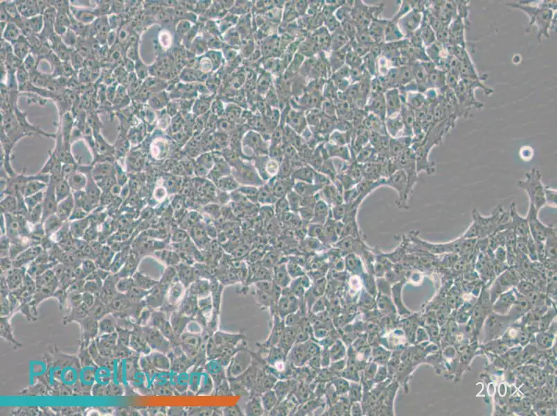 293FT Cell Complete Medium - 5