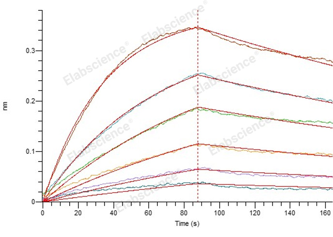 2. Loaded Anti-SARS-CoV-2 S1 mAb-Fc on Protein A Biosensor, can bind SARS-CoV-2 S RBD (Omicron, B.1.1.529)(PKSV030477) with an affinity constant of 19.5 nM as determined in BLI assay.