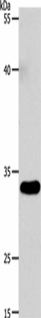 Western blot analysis of 293T cells  using VGLL1 Polyclonal Antibody at dilution of 1:4600