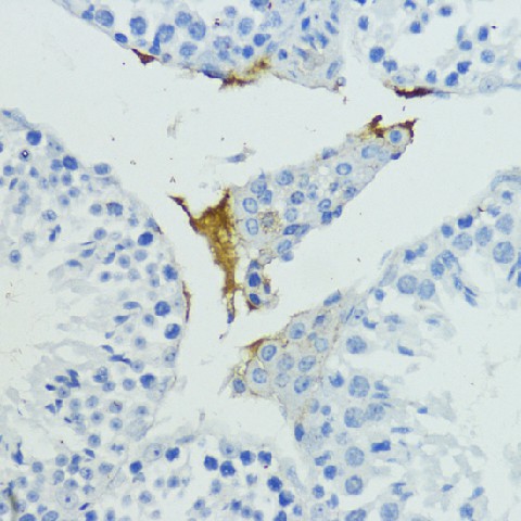 Immunohistochemistry of paraffin-embedded mouse testis using KLKB1 Polyclonal Antibody at dilution of 1:200 (40x lens).Perform microwave antigen retrieval with 10 mM PBS buffer pH 7.2 before commencing with IHC staining protocol.