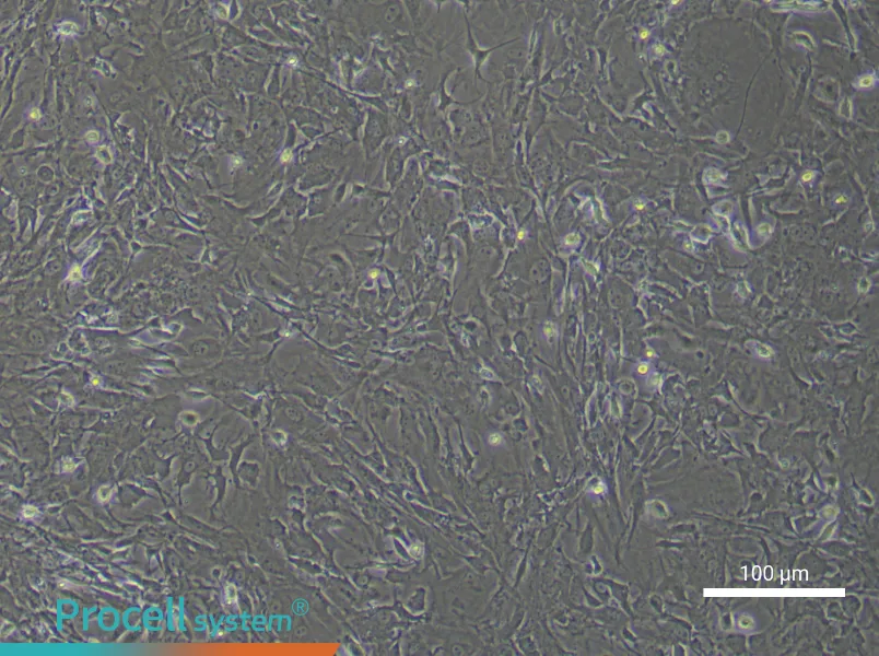 Mouse Spinal Cord Fibroblast Complete Medium - 2