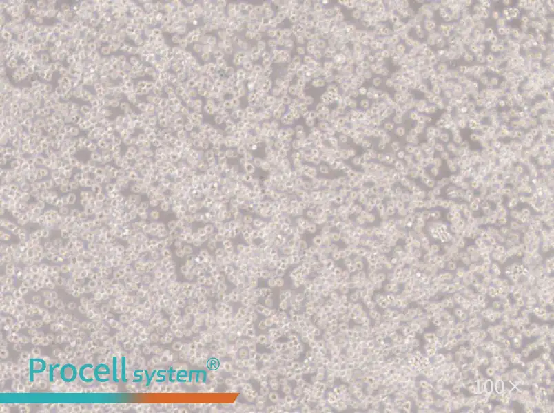 NALM-6 Cell Complete MediumNALM-6 Cell Complete Medium - 3