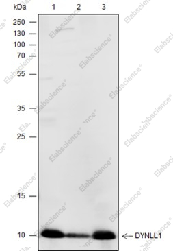 Recombinant DYNLL1 Monoclonal Antibody - 1