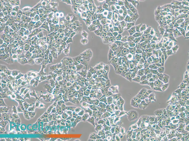 RH-35 Cell Complete Medium - 6
