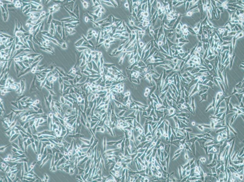 SK-MEL-5 Cell Complete Medium-searchlist-1