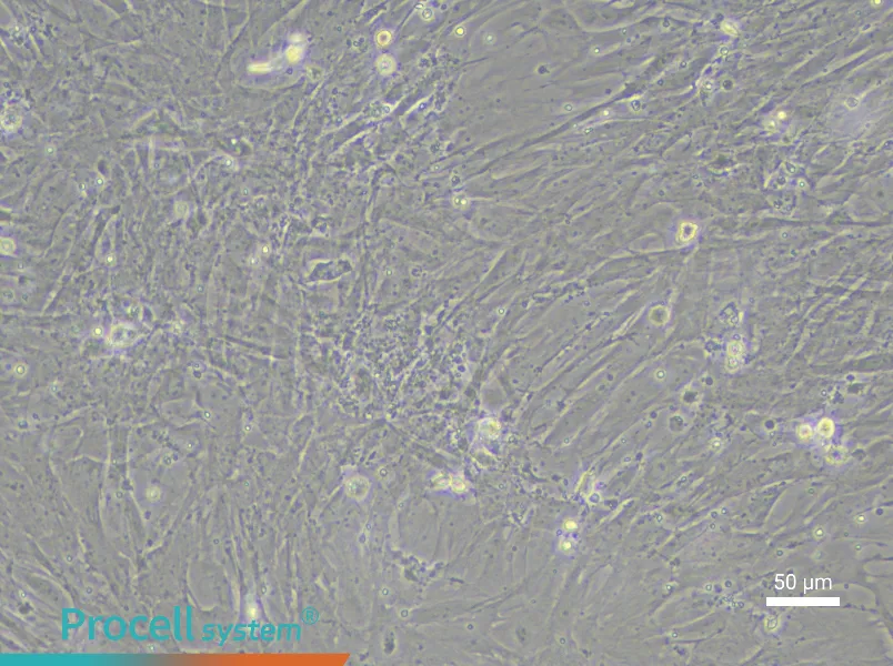 Rat Renal Fibroblast Complete Medium - 6