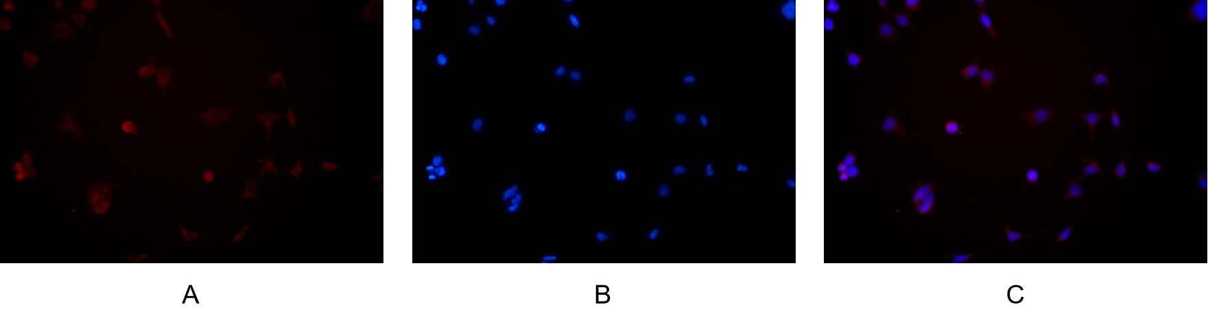 Recombinant mTOR Monoclonal Antibody - small - 5
