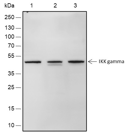Recombinant IKK gamma Monoclonal Antibody-searchlist-1