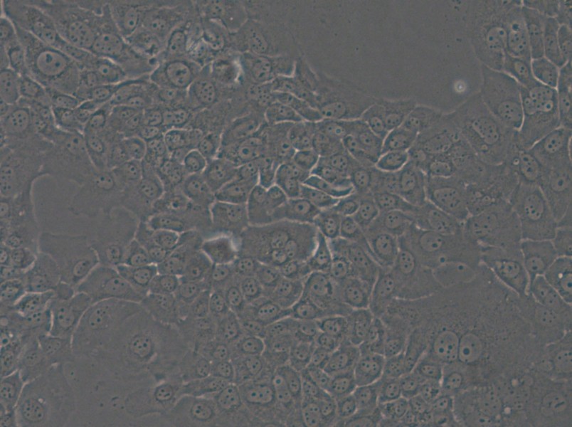 HT-3 Cell Complete Medium - 4